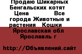 Продаю Шикарных Бенгальских котят › Цена ­ 17 000 - Все города Животные и растения » Кошки   . Ярославская обл.,Ярославль г.